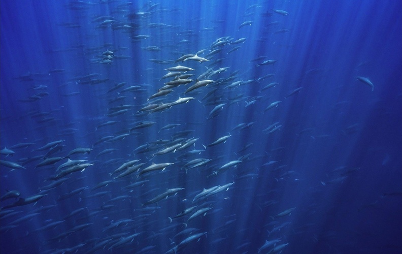 Spinner Dolphins (Stenella longirostris) dive in the Pacific Ocean ‘How Many Dolphins is Too Many Dolphins’, Costa Rica